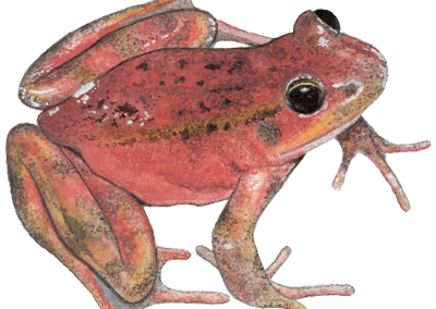 Red Legged Frog watercolor illustration